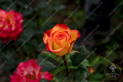 Роза Циркус (флориб., желт.красн.) н