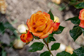 Роза Аллегрия (спрей, оранж )