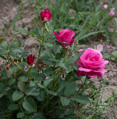 Роза Шарль де Голль (ч-гибрид, розово-сиренев)