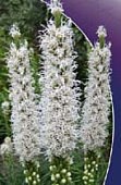 Минивитрина Лиатрис SPICATA ALBA 8/10 (150 шт)