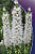 Минивитрина Лиатрис SPICATA ALBA 8/10 (150 шт)