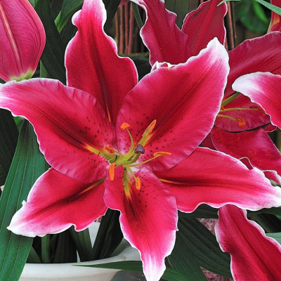 Лилия Фурио (5 шт)