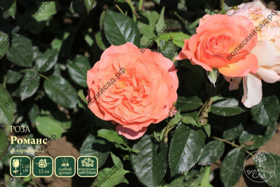 Роза Романс (флориб, розов)