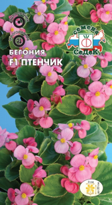 цБегония Птенчик