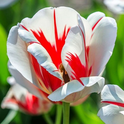 Тюльпан Бёрнинг харт (10 шт.)