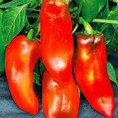 Перец Альтаир 10шт