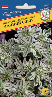 цМолочай Ранний снег 20шт