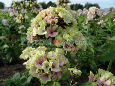 Флокс Щербет Бленд (1)