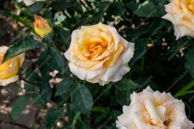 Роза Амбианс (ч.-гибрид, желт.красн)