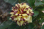Роза Абракадабра плетистая (плетистая, красная с желтыми полосами)