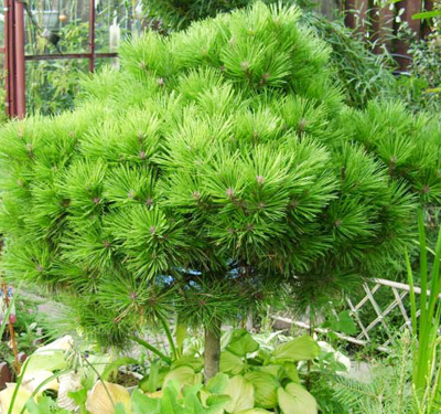 Сосна черная Компакта С4 40 см