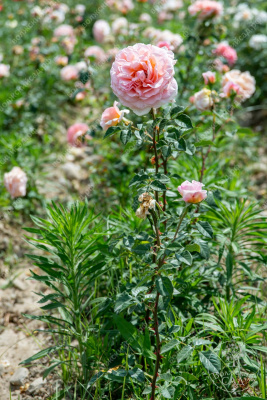 Роза Абрахам Дерби  (шраб, розов)