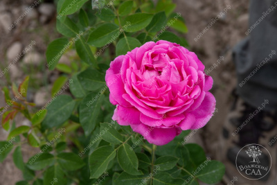 Роза Луис Одиер  (плетист, розов)