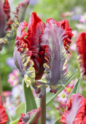 Минивитрина Тюльпан Рококо (75 шт)