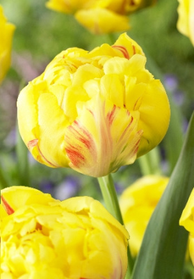 Тюльпан Йеллоу Маргарита (7 шт)