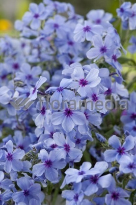 Флокс Чаттахучи (2 шт)