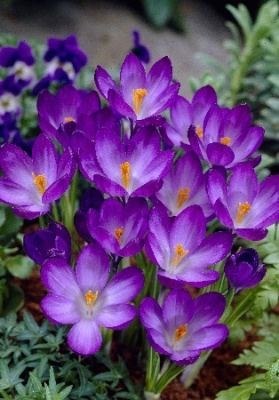 Крокус Руби Джиант (10 шт)