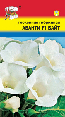 цГлоксиния Аванти вайт 3шт