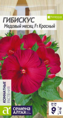 цГибискус Медовый месяц красный 3шт