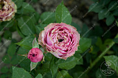 Роза Принцесса Иоши  (спрей розовый,зеленый) БЕЗ КОРОБКИ