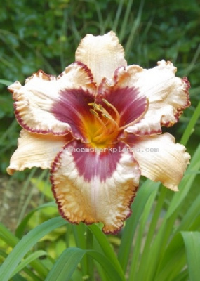 Лилейник Плеймейт (1)