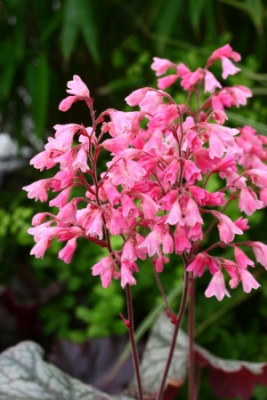 Гейхера Флорес Си (1)