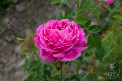 Роза Луис Одиер  (плетист, розов)