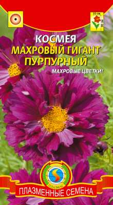 цКосмея Махровый гигант пурпурный 10шт
