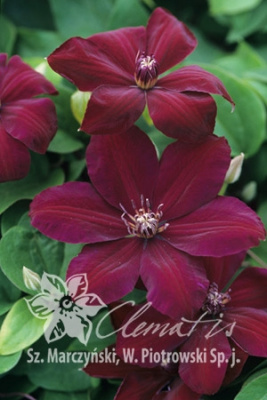 Клематис Вестерплатте Р9