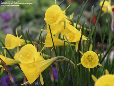 Нарцисс Хуп Петтикоат (5 шт)