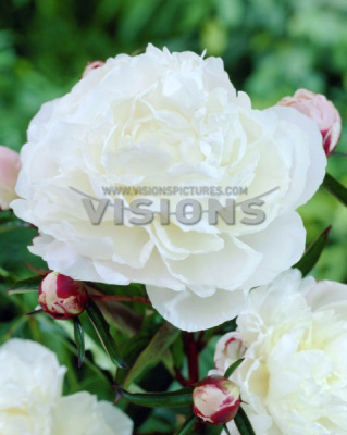 Пион Белый (1 шт)