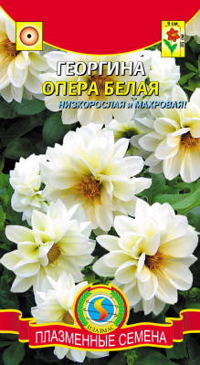 цГеоргина Опера Белая 11шт