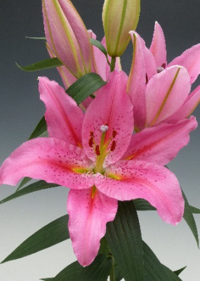 Лилия Джекпот (7 шт.)