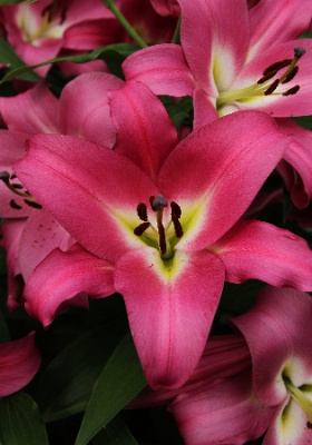 Лилия Компитешион (3 шт)