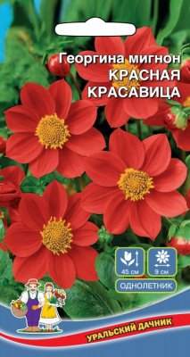цГеоргина Красная красавица мигнон