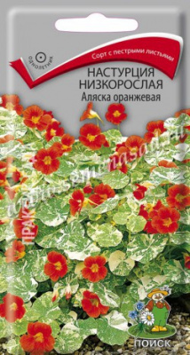 цНастурция Аляска оранжевая низк. 1г