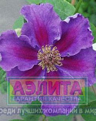 Клематис Ашва