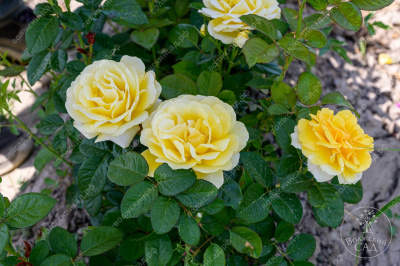 Роза Артур Белл (флориб. желтый)