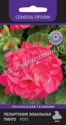 цПеларгония Пинто Роуз 5шт