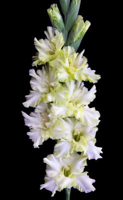 Гладиолус Мохито (5 шт)