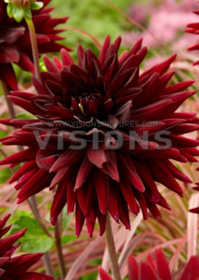 Георгин Лесото (1 шт)