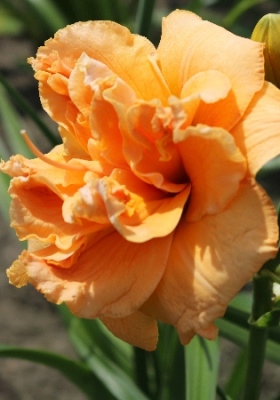 Лилейник Изабель Мараффи (1 шт)