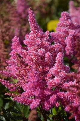 Астильба Лола (1 шт)