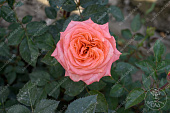 Роза Эмильен Гийо (шраб оранж.)