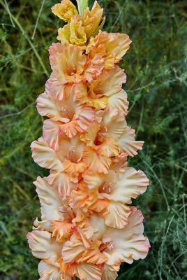 Гладиолус Лизавета (1 разбор) (10 шт)