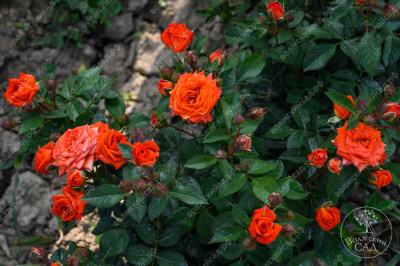 Роза Алегрия (спрей, оранж)