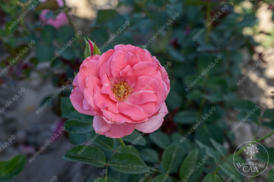 Роза Селин Дельбар (флориб. розов.)