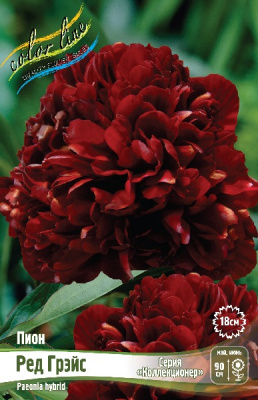 Пион Ред Грэйс 3/5 (1 шт)