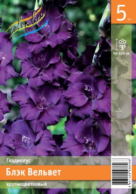 Гладиолус ЭКОНОМ-СЕРИЯ БЛЭК ВЕЛЬВЕТ (5/30)