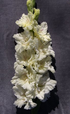 Гладиолус Белое море (5 шт)